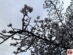 IMG_8062 (複製)