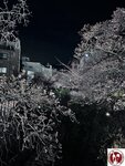 IMG_8211 (複製)