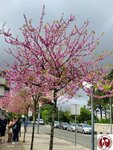 20250420_113836 (複製)