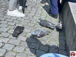 IMG_2661 (複製)