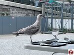 IMG_2565 (複製)