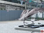 IMG_2567 (複製)
