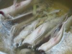 IMG_7801