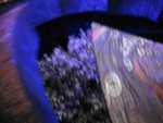 IMG_0619