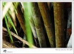 bamboo-001