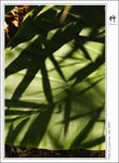 bamboo-002