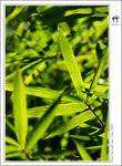 bamboo-003