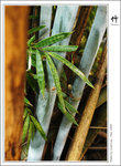 bamboo-004