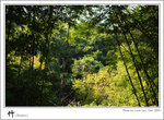 bamboo-007
