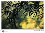 bamboo-012