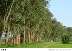 Green-29a