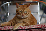 cat1