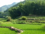 地派鎮的其中一塊田