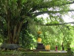 在聖泉寺(Pura Tirta Empul)的一角,古老的大樹因人們的心而變得有靈性