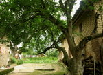 大河背的老屋和古樹