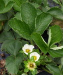 P4185722