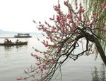 柳浪聞鶯湖畔桃花與柳樹