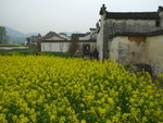 百獅廳外的油菜花田