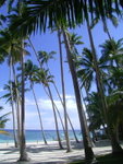 Alona Palm Resort外的椰林