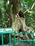 荔枝窩自然步道內的通心樟樹