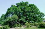 菩提樹的巨型樹冠