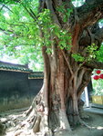 梅菴內的千年菩提樹