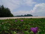 無論在香港、泰國、在這裹的沙灘上,都見到這種植物