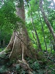 熱帶地區常見的板根樹木