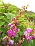 不知名野花