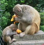 猴母子食芒果07-04-22