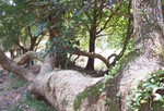 越過荔枝窩村，到達荔枝窩著名的銀葉樹林.林中見到這棵雖已倒下,但仍充滿生滿力的樹