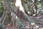 銀葉樹擁有盤曲橫生的板根，使它們能夠在潮間帶鬆軟的濕泥上穩定樹身。