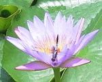 深井 清快塘 睡蓮