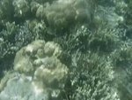 浮潛水下短片(33秒)