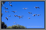 Australia_135P_043