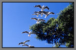 Australia_135P_044