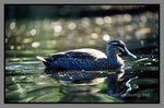 Australia_135P_045