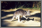 Australia_135P_048