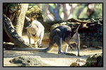 Australia_135P_051
