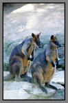 Australia_135P_052