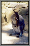 Australia_135P_054