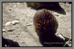 Australia_135P_055