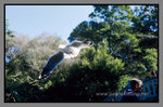 Australia_135P_060