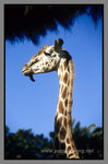 Australia_135P_064