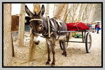 Xinjiang_135P_110