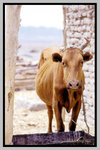 Xinjiang_135P_171