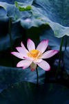 photo1 (30)