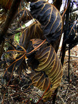 photo (5)