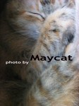 my big cat