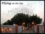 birds